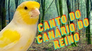 Canário do Reino cantando alto 15 minutos de treinamento com canto top [upl. by Assiram371]