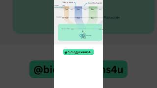 Easy trick to remember Exons and Introns [upl. by Hertz444]