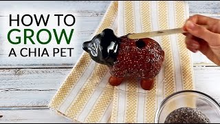 How to Grow a Chia Pet [upl. by Lucias]