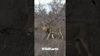 Lion vs Hyena wildearth expecttheunexpected lions hyena [upl. by Kieran91]