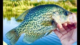 Catching fall CRAPPIE catch and cook [upl. by Ardnael]