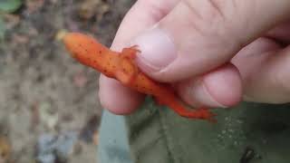 Red Spotted Newt amphibia newt animals [upl. by Chenay695]