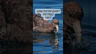 Wings of the Southern Giants Unveiling the Southern Giant Petrel [upl. by Lief]