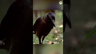 Why does the crow go to the anthill experiment facts science scienceexperiments physics shorts [upl. by Rozamond]