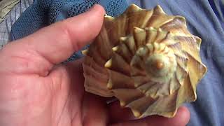 Lightning Whelk conch shell about 612quot large [upl. by Ettenauq]