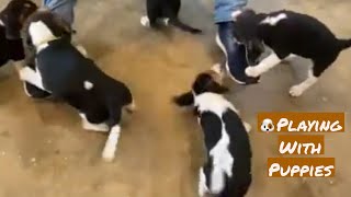 🐶Playing with cute Jackabee Beagle Jack Russell puppies 8 weeks old beagle jackrussell puppy🥰 [upl. by Buzz]