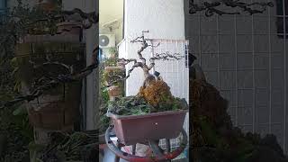 Ficus salicaria bonsai shorts video foryou dipalotv5110 [upl. by Imeka916]