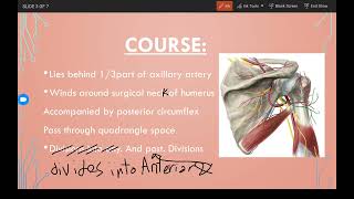 شرح Axillary nerve [upl. by Mihcaoj]