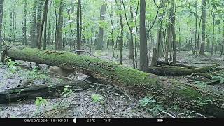 coyote wildlife KJK Trail Camera video Southern Illinois [upl. by Utimer]