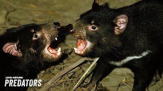 Why do Devils Fight When They Mate  Secret Life of the Tasmanian Devil 102 [upl. by Yhtac96]