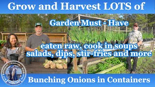 How to Grow and Harvest Bunching Onions in Containers [upl. by Cheri]