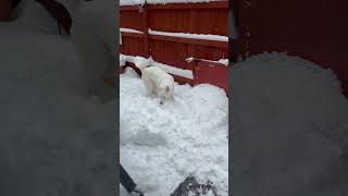 Husky plows through snow after a snowstorm husky siberianhusky huskylove [upl. by Kcirdorb541]