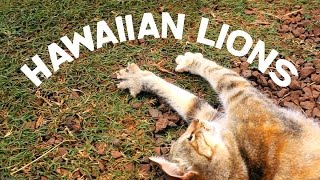 Hawaiian Lions  Lanai Cat Sanctuary Lanai Hawaii [upl. by Srevart]