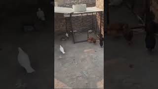 Kabootar ki video kabootarbazikabootar petvlog pigeonpigeonlover motivationchickenbirdslover [upl. by Asillem]