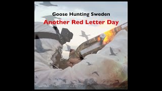 Goose Hunting Sweden  Another Red Letter Day [upl. by Blayze728]