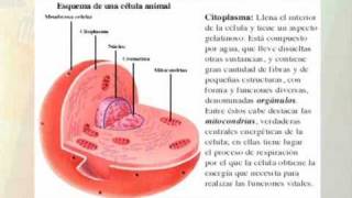 Técnicas de estudio Resumen [upl. by Aniwde874]