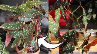 How to Prune amp Repot Begonia Maculata Tips and Tricks [upl. by Riorsson413]