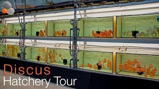 Small Tour through our Discus Hatchery [upl. by Berton]