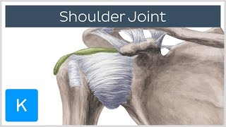 Shoulder joint Movements bones and muscles  Human Anatomy  Kenhub [upl. by Newnorb]