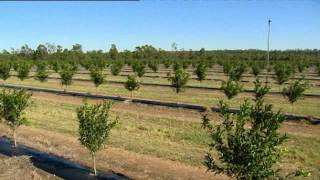 Netafim Australia Nutrigation Citrus [upl. by Ahsenik]