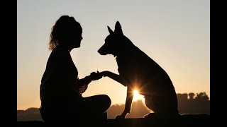 Live Stream  Top 40 things pets do and how they communicate to humans [upl. by Benjy]