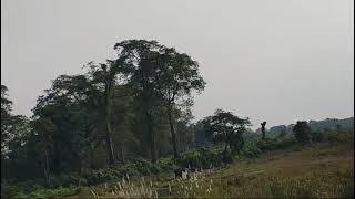 ALIPURDUAR CHILAPATA FOREST NATIONAL PARK IN DOOARS [upl. by Tteragram]