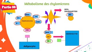 Biochimie  Métabolisme des lipides  Partie 0606  Les lipoprotéines [upl. by Ilaire]