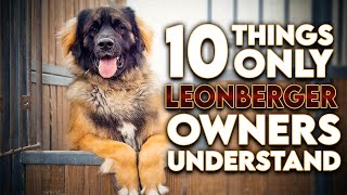 10 Things Only Leonberger Dog Owners Understand [upl. by Enom190]