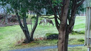 Deer Grazing While the Feeders get Refilled 🥗🦌🦆 [upl. by Aem]