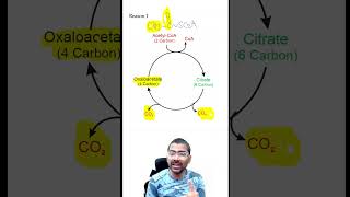 Acetyl CoA is NOT a substrate for Gluconeogenesis biochemistry metabolism gluconeogenesis [upl. by Nassah]