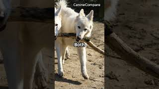 Canaan Dog vs Thai Ridgeback Ancient Breeds Showdown [upl. by Piper]