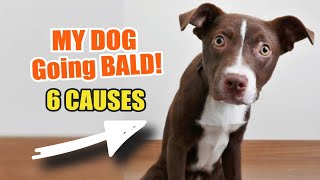 🐶WHY is my DOG ​​Going BALD 👨‍🦲6 Causes [upl. by Ellenehs77]