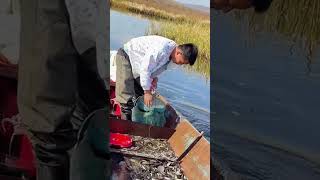 The process of catching loach in swamp [upl. by Namzzaj]