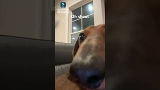 Sneaky Slink 😈 funny memes cute sneaky silly goofy trending trendingshorts dog doggocute [upl. by Serilda]