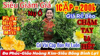 1012☎️0967722961☎️🌲mai vàng chơi Tết🌲1Cặp Bự 200k Bao Shipgiảo siêu nụđa phúcsiêu bông bình lợi🌲 [upl. by Lowson]