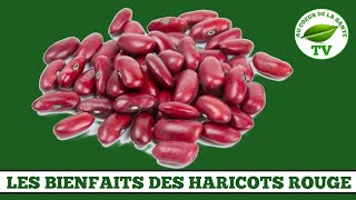 LES BIENFAITS DES HARICOTS ROUGE [upl. by Vena973]