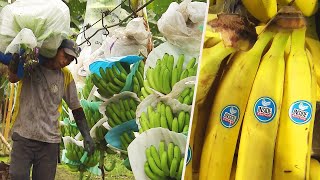 How Do Bananas Grow and End Up in the Store [upl. by Lail]