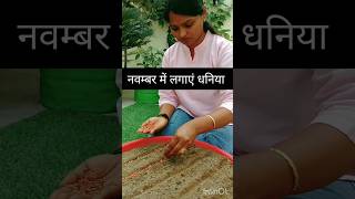 November me dhaniya kaise lagaye youtubeshorts terracegardning gardeningtips grow coriander [upl. by Nasho]