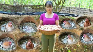 Harvesting Chicken Eggs Goes to the market sell  How to building hole for hens to lay eggs [upl. by Nimar697]