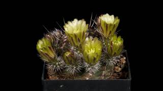 Time Lapse Echinocereus viridiflorus USA New Mexico Santa Fe County 4K [upl. by Anirbus]