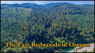 The Last Redwoods in Oregon [upl. by Mathian864]