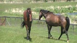 Island Heat Harness Race Horse  On Vacation at Jeff and Sally Stommens [upl. by Thorny]