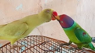 Plum Headed Parrot Feeding One Another  Wild Life Creatures [upl. by Phillie]