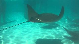 Discovery Cove Rays swarming at feeding time at Seaworld Orlando [upl. by Hnah]