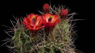 Time Lapse Echinocereus triglochidiatus fa gonacanthus USA 4K [upl. by Carpet]