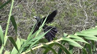 Groovebilled Ani calling [upl. by Diskin899]