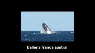 quotIncreible salto con giro 360 gradosquot naturaleza ballenas whales [upl. by Akym]