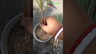 Grow Lemongrass at Home Easy Gardeningviralshorts [upl. by Ahsimin506]