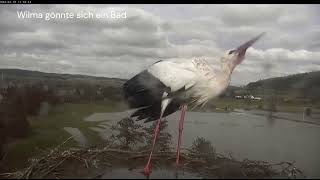 Storchennest Lindheim  Fleißige Wilma 🩷  10022024 [upl. by Bandler862]