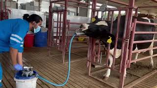 Drench a cow with cattle pump system correct drenching technique how oral drenching to cattle [upl. by Electra]